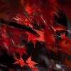 Mapleleaf